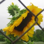 big_2e4cca68c341b980d1c83dcfb38c3b82-1