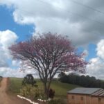 IpôRoxo