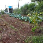 Canteiros da horta comunitária