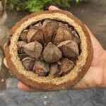 castanha do pará