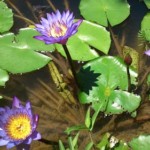 A Flor de Lótus azul era tida como sagrada pelos antigos egípcios que a utilizavam embebida em vinho em suas comemorações