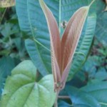mãos