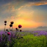 flores amanhecer
