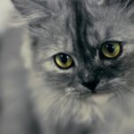 Gato