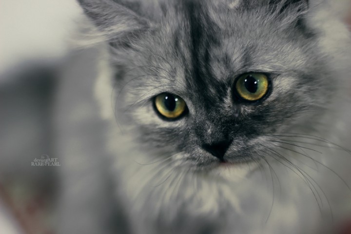 Gato
