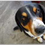 Tostão