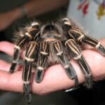 Aranha