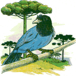 Gralha