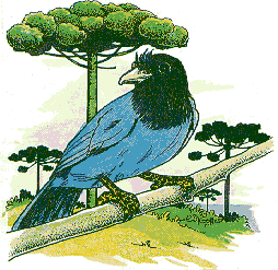 Gralha