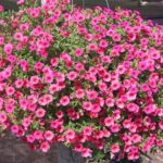 flores-begonias
