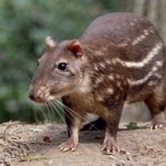 Paca