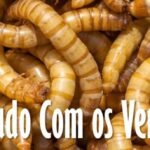 Vermes