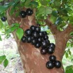 Jabuticabas