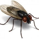 Mosca.
