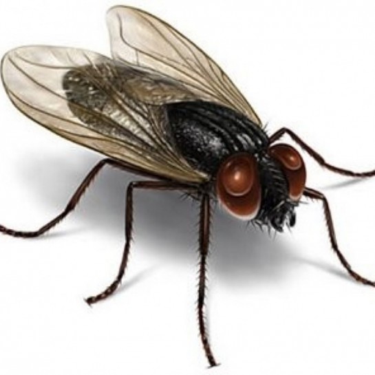 Mosca.