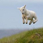 lamb