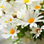 Margaridas