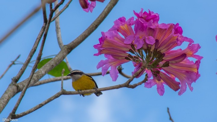 IpêRoxo