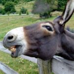 SeuBurro
