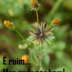 Piicão