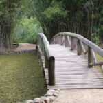 ponte