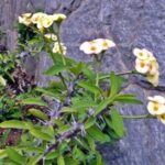 Coroa