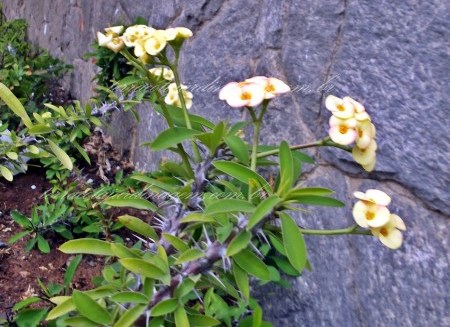 Coroa