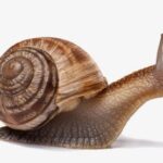 Caracol