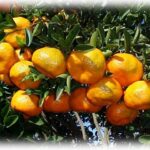 Vergamota