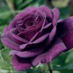 Roseiras