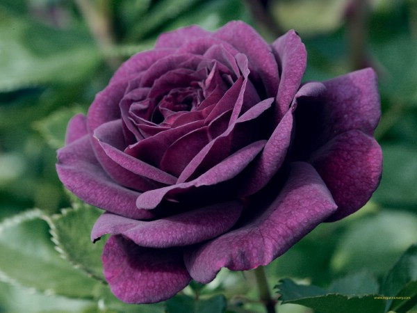 Roseiras