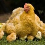aaaa - galinha-com-pintinhos