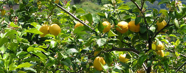 Limoeiro