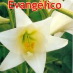 Anuário Evangélico 2007