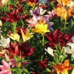lilies-3512667_960_720