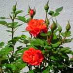 Roseira