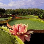 É conhecida pelo nome de vitória-régia uma das maiores plantas aquáticas do mundo, que estampam o cartaz da 17ª Assembleia Sinodal