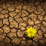 Deserto