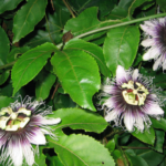 BelaNatureza