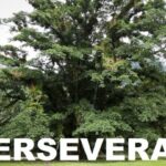 PERSEVERAR