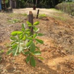 Comunidade Rio Novo planta seu Ipê Amarelo