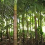 Palmital.