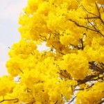 flores 8