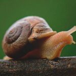 Caracol2023