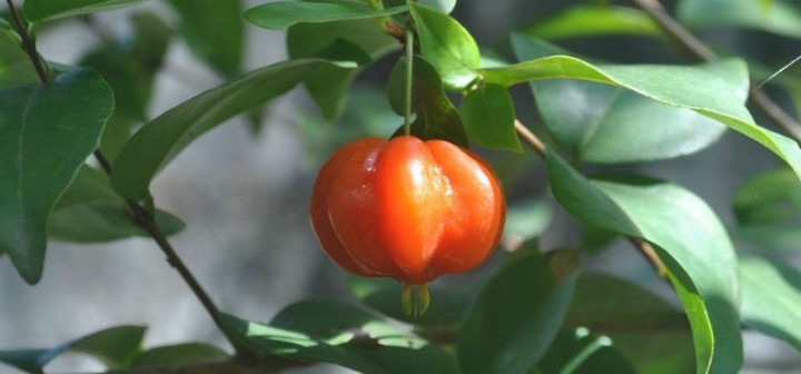 Pitanga