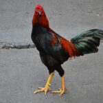 big_cdc1ff0155815beee35b375dfc708f52