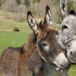DoisBurros