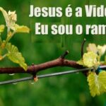 Viddeira