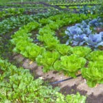 Horta