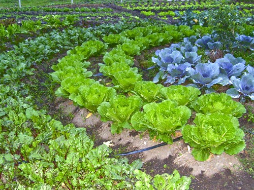 Horta